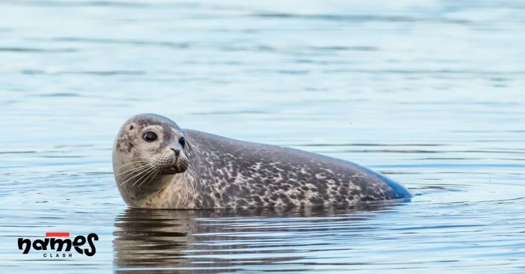 Cartoon Seal Names