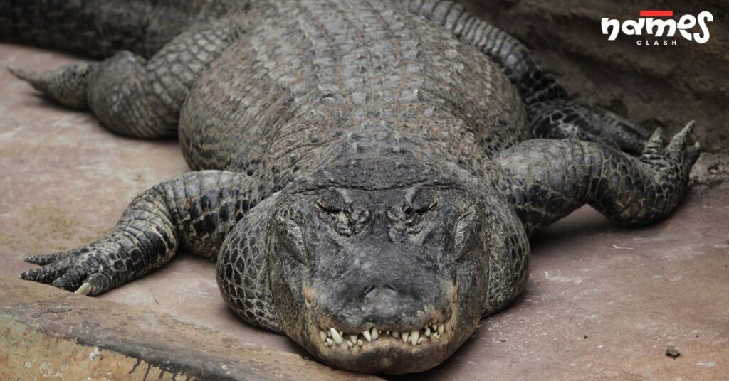 Cool Alligator Names
