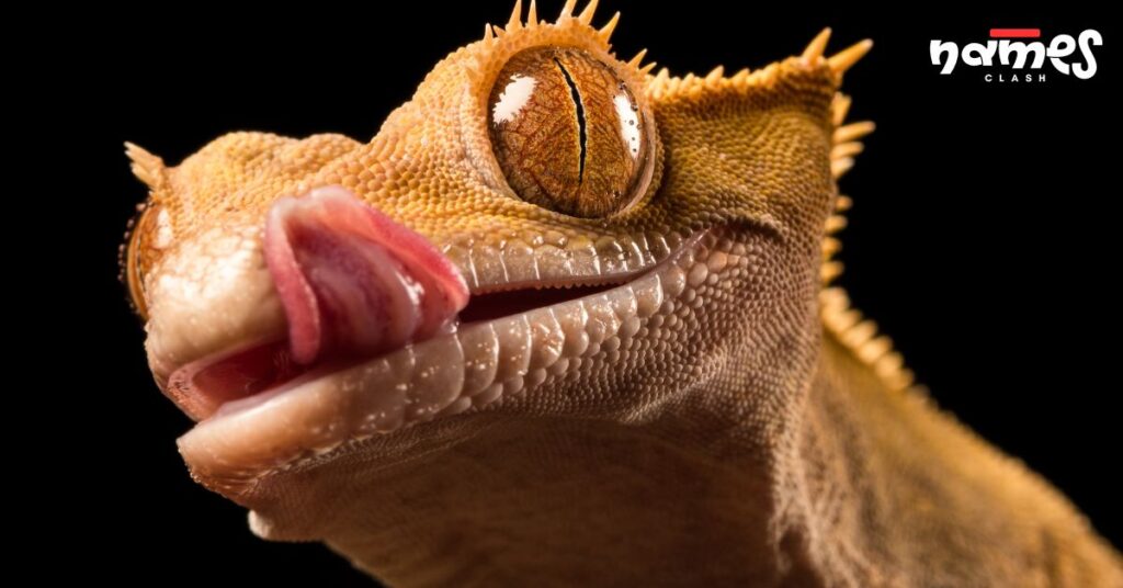 Cool Crested Gecko Names
