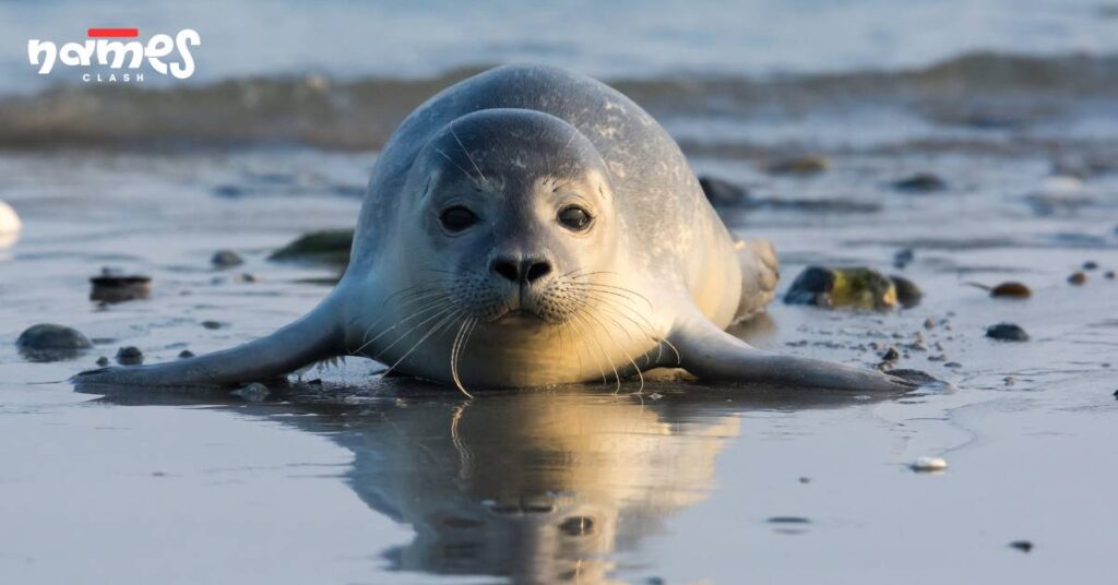 Cool Seal Names