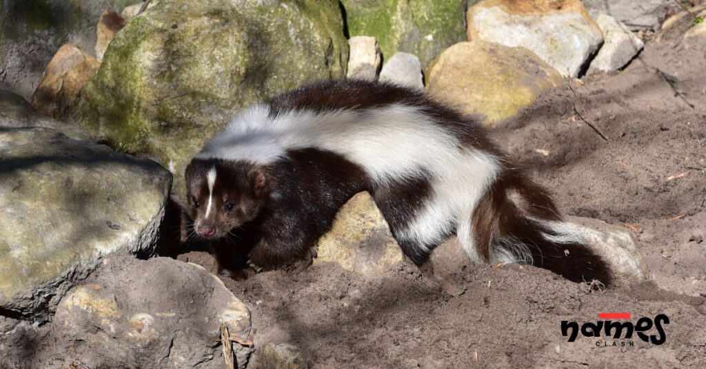 Cool and Catchy Skunk Names