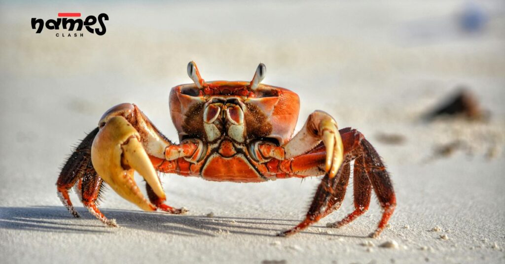 Cute Crab Names