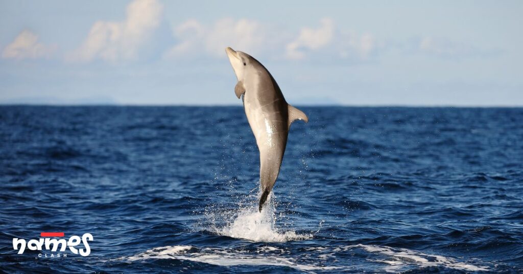 Cute Dolphin Names