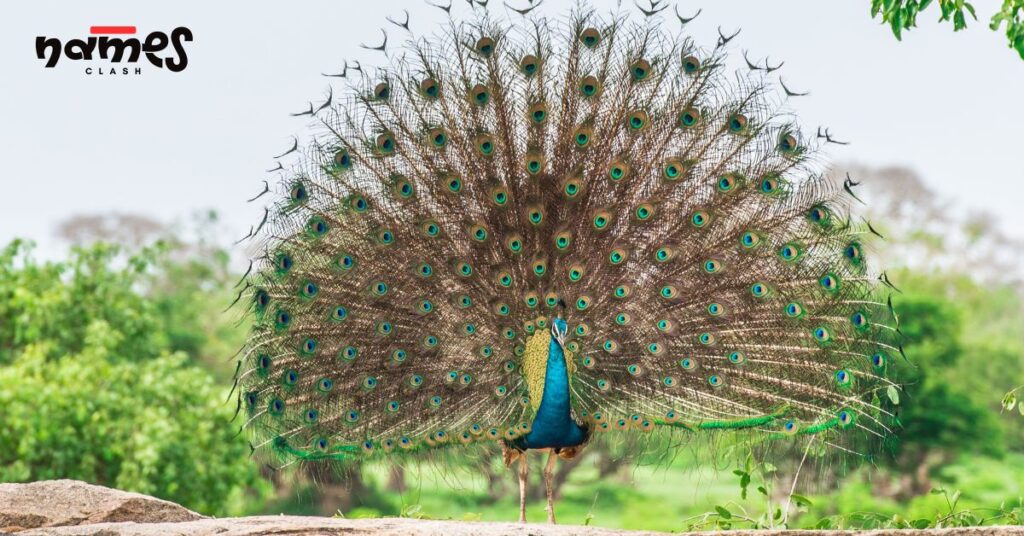 Cute Peacock Names
