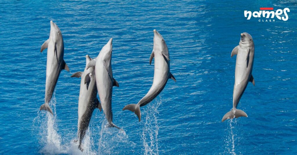 Dolphin Names start with D