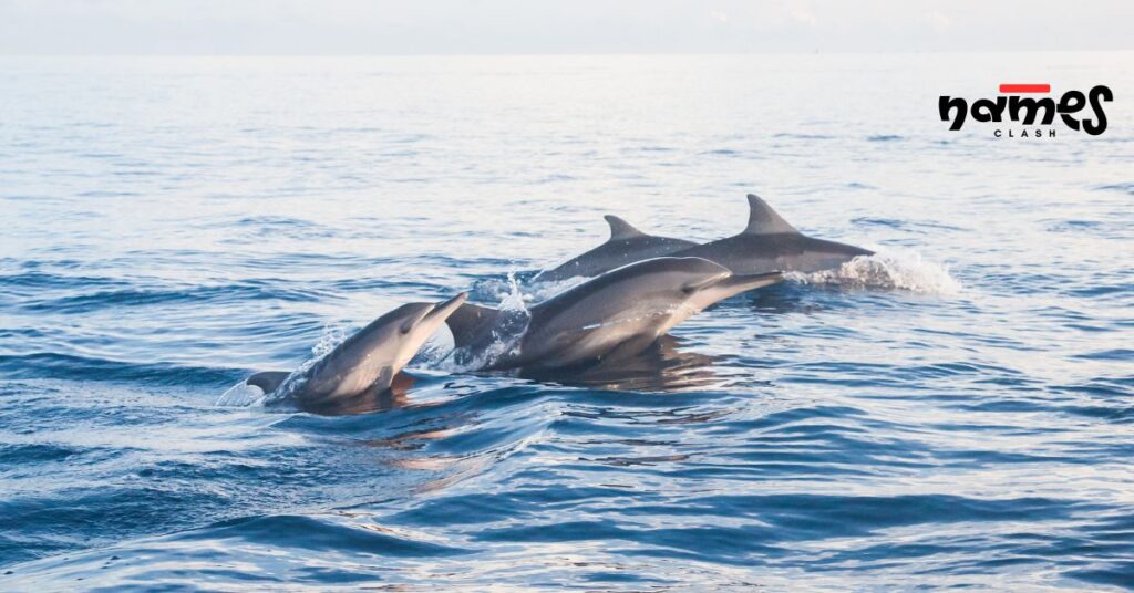 Fahlo Dolphin Names