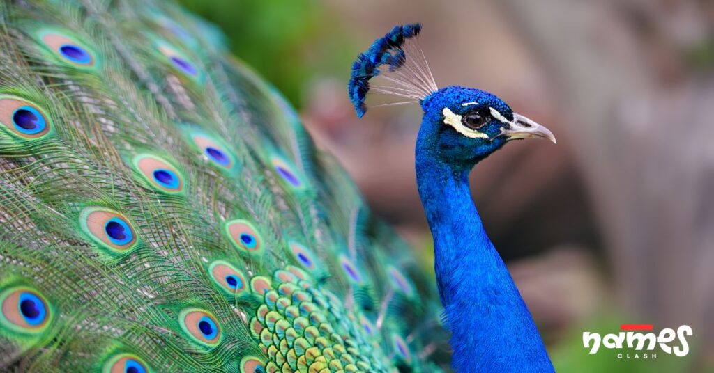 Famous Peacock Names