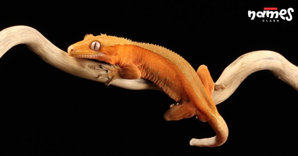 Fantasy Crested Gecko Names