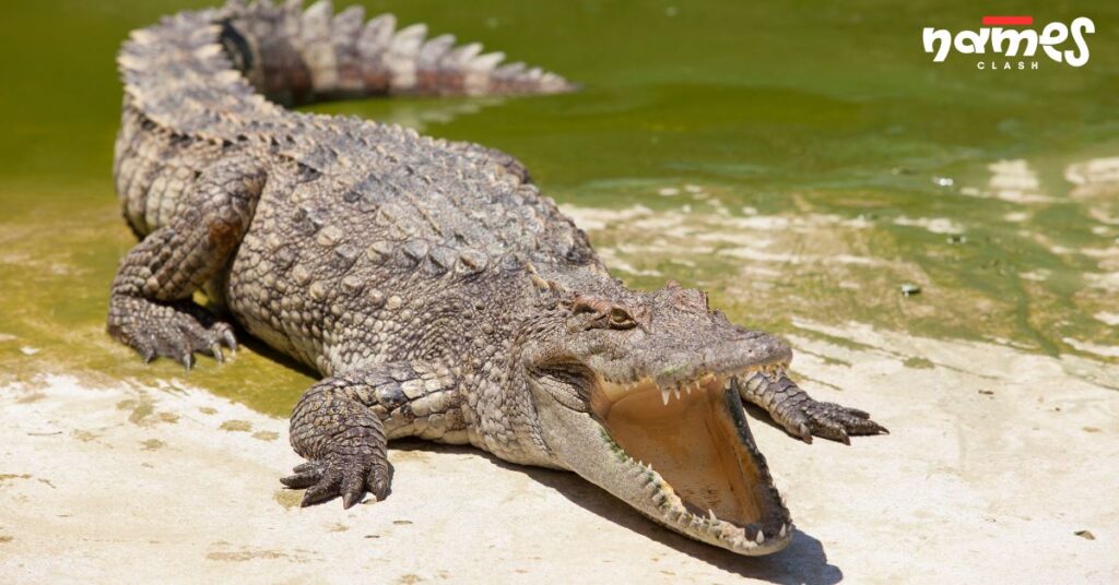 Female Alligator Names