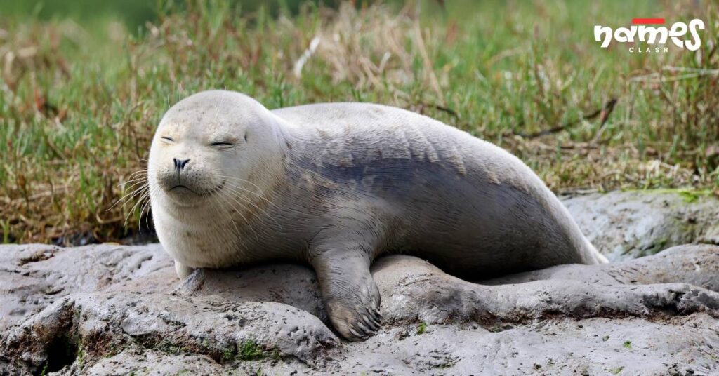 Female Seal Names