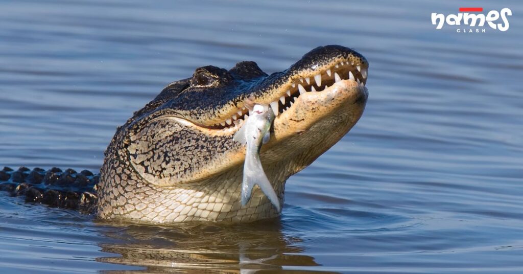 Food-Inspired Alligator Names