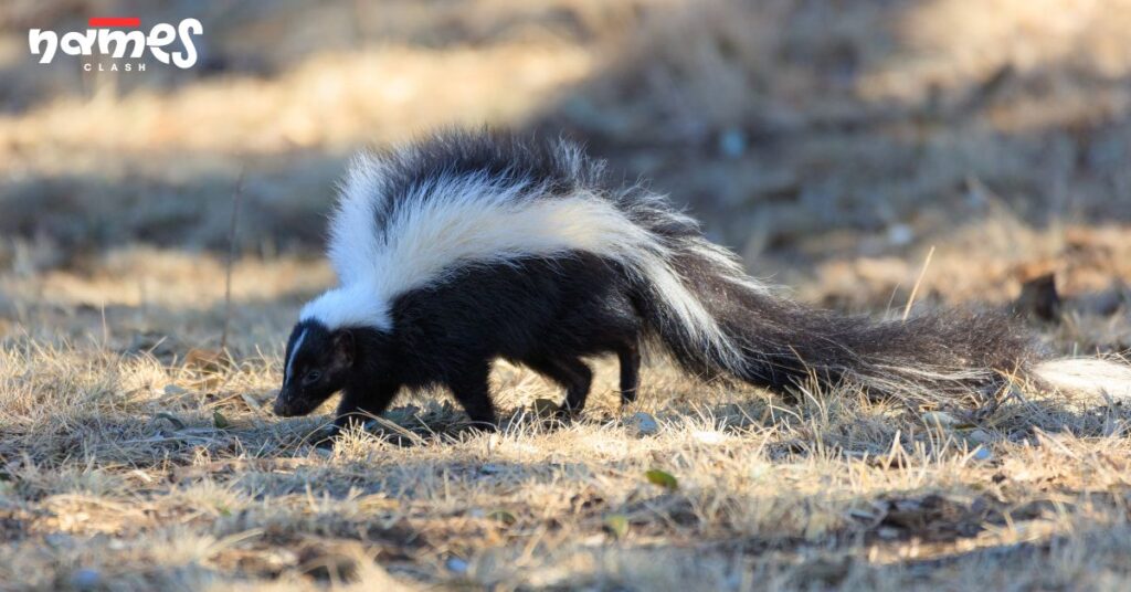 Food-Inspired Skunk Names