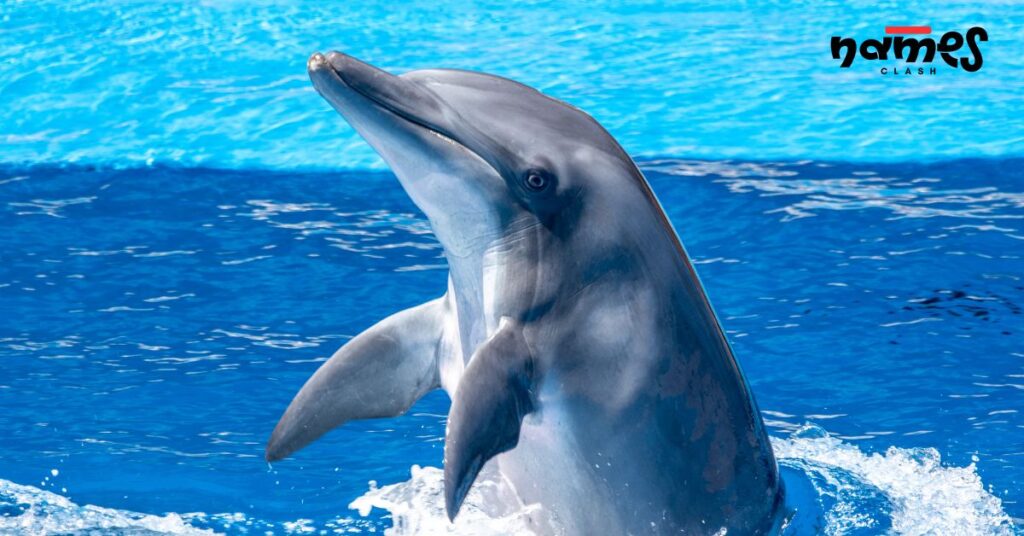 Funny Dolphin Names
