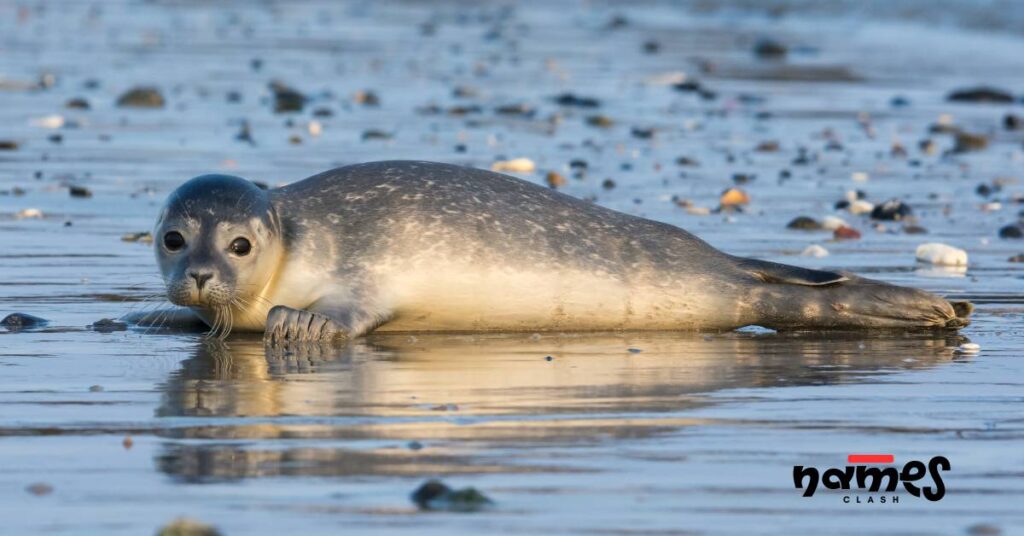 Giant Seal Names