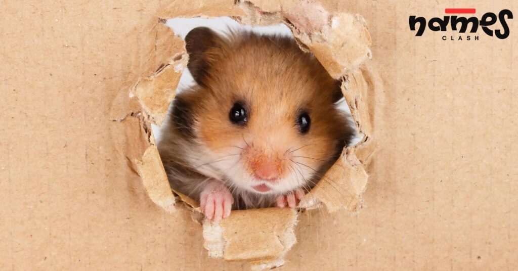 Girl Hamster Names