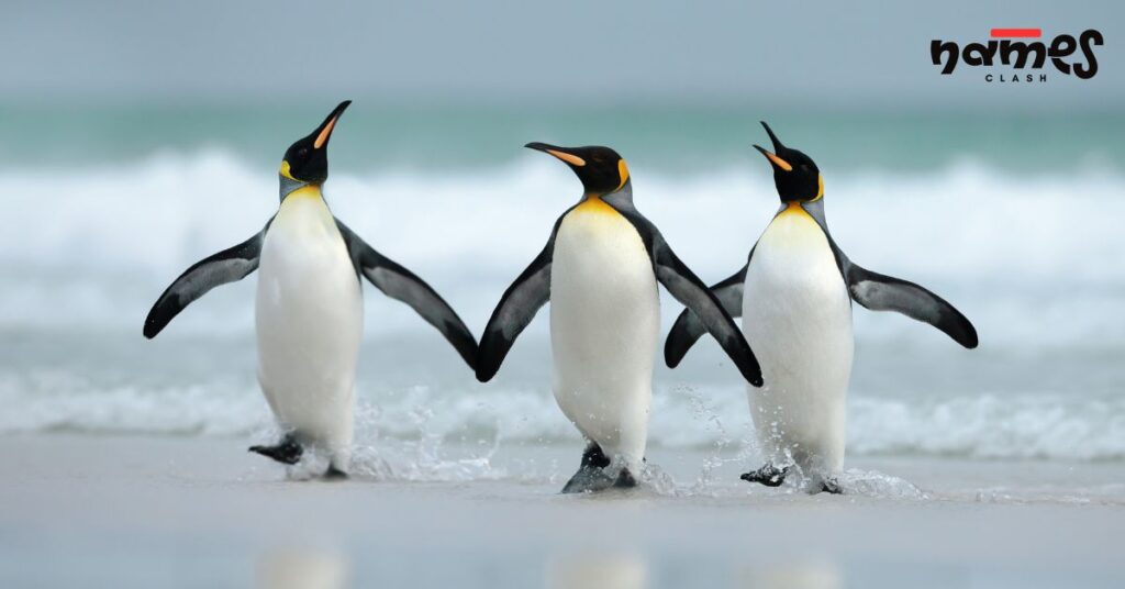 Happy Feet Penguin Names
