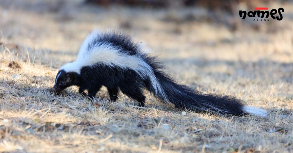 Iconic Skunk Names from Cartoons and Movies