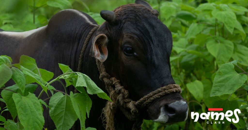 Indian Bull Names