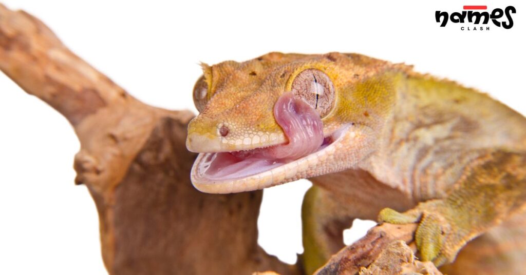 Fantasy Crested Gecko Names