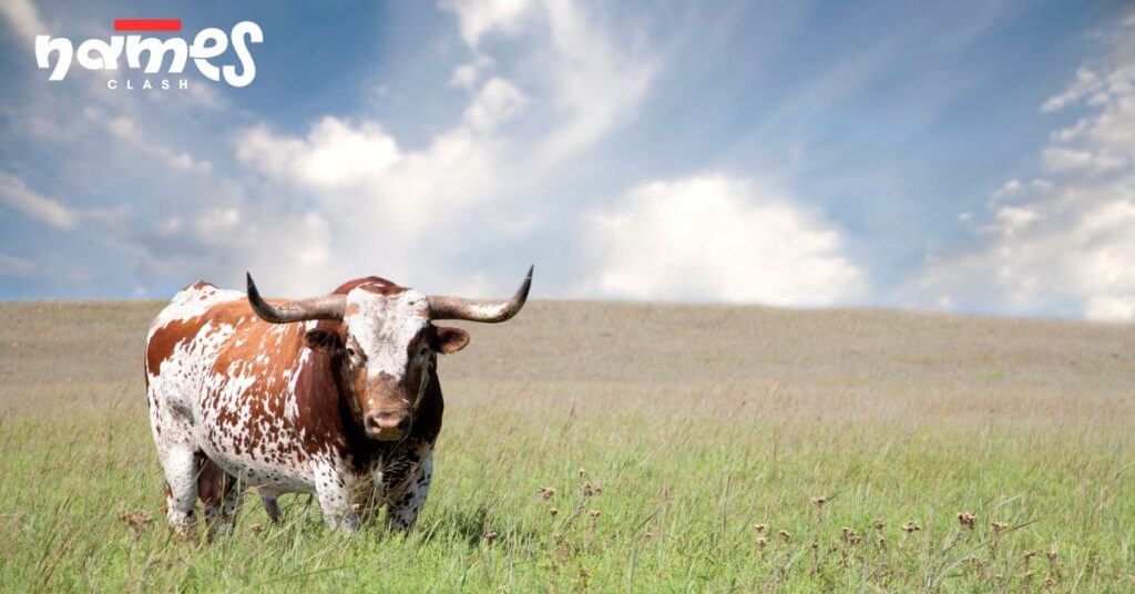 Male Bull Names