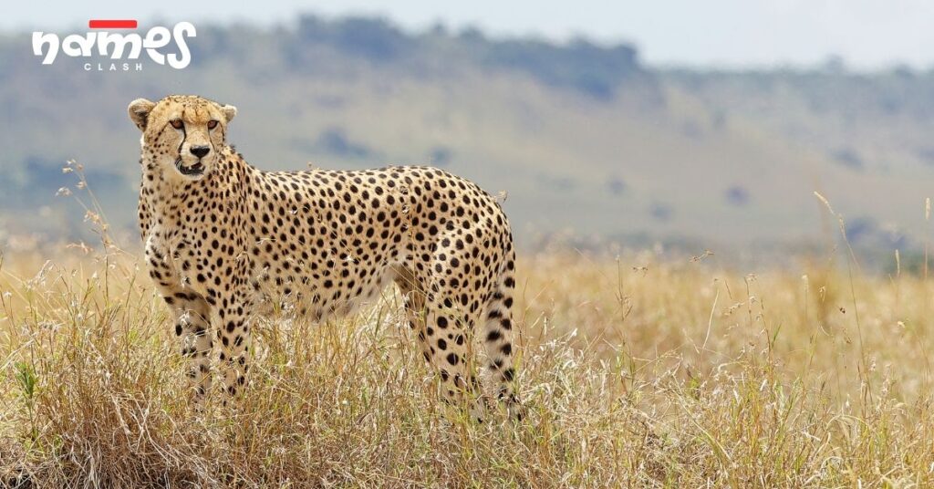 Male Cheetah Names
