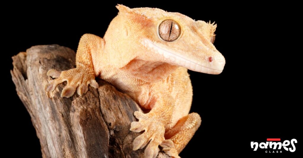 Male Crested Gecko Names