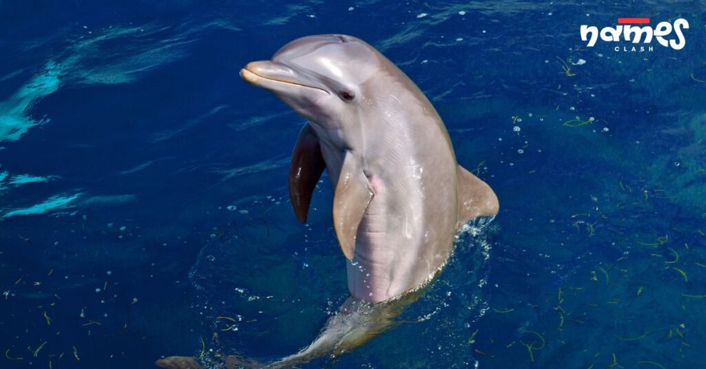 Male Dolphin Names