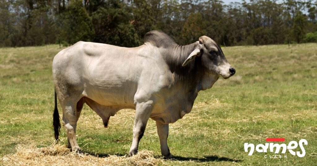 Mythical & Mythological Bull Names