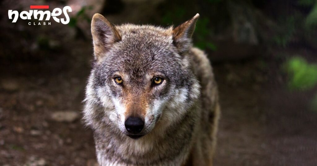 Mythological Wolf Names