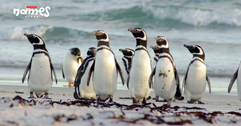 Names Inspired by Penguin Life