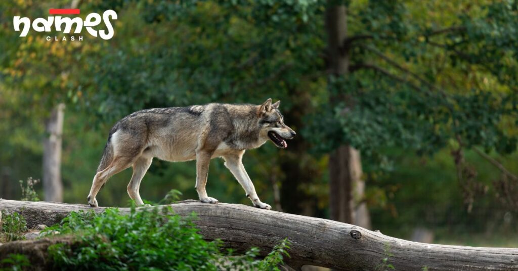 Native American Wolf Names
