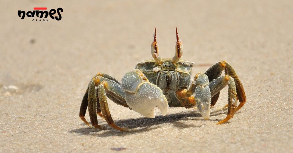 Nature Inspired Crab Names
