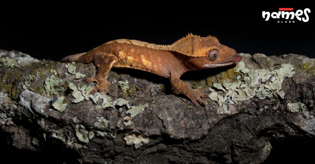 Nature-Inspired Crested Gecko Names
