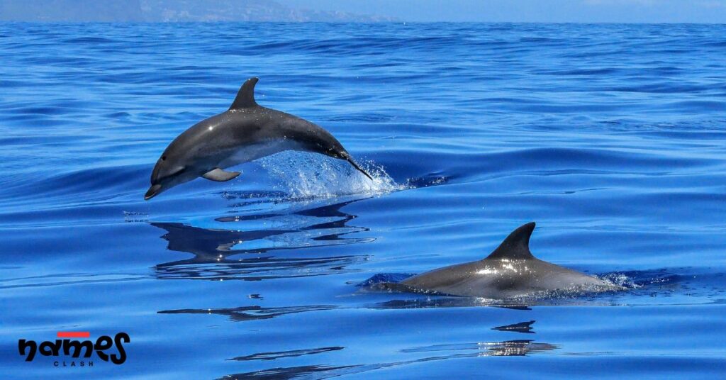 Nicknames for Dolphins
