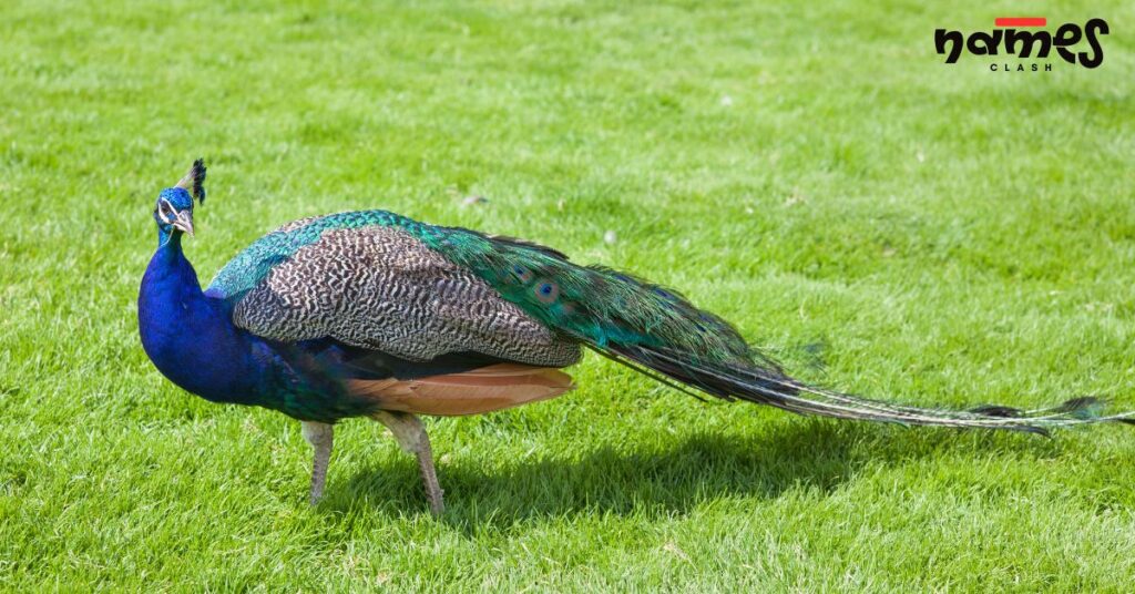 Nicknames for Peacock