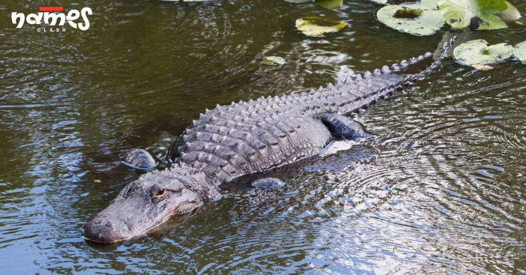 Other Names for Alligators