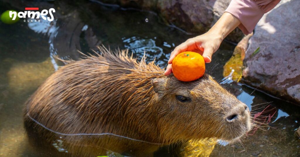 Pet Capybara Names