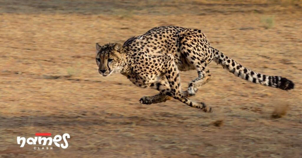 Pop Culture & Cartoon Cheetah Names