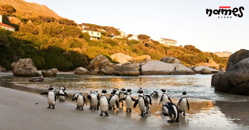 Rockhopper Penguin Names