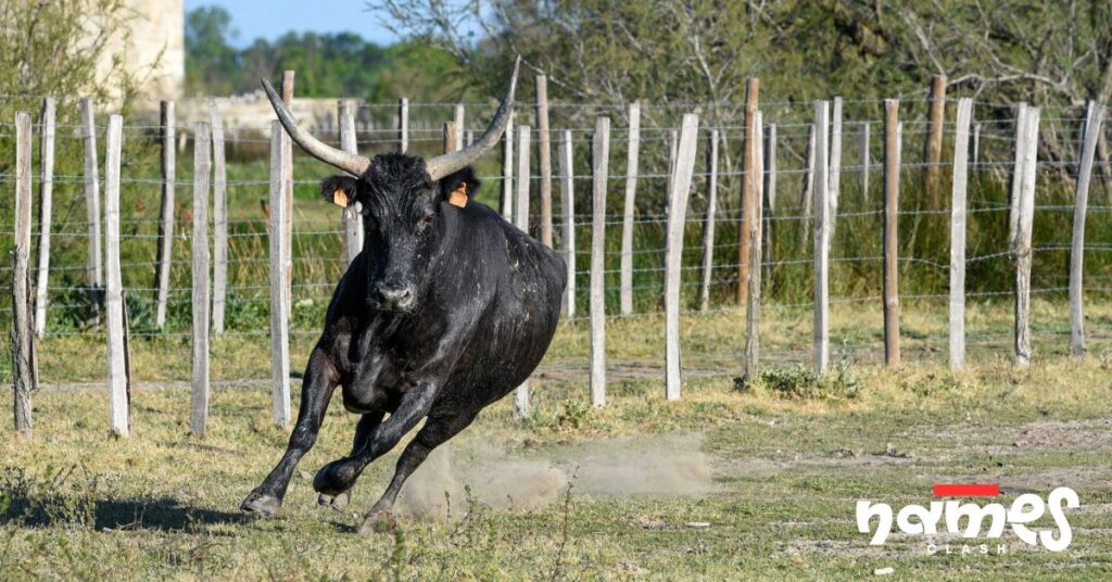 Rodeo & PBR Bull Names