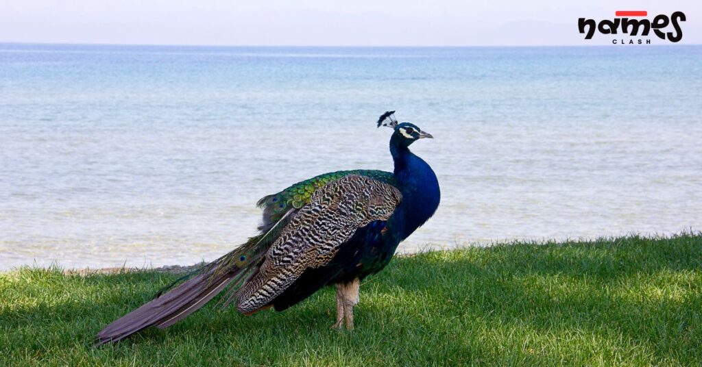 Royal Peacock Names