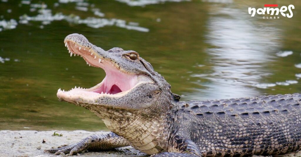 Scary Alligator Names