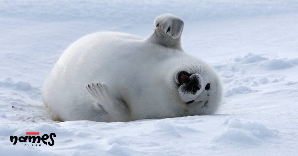 Seal Names That Start with “S”