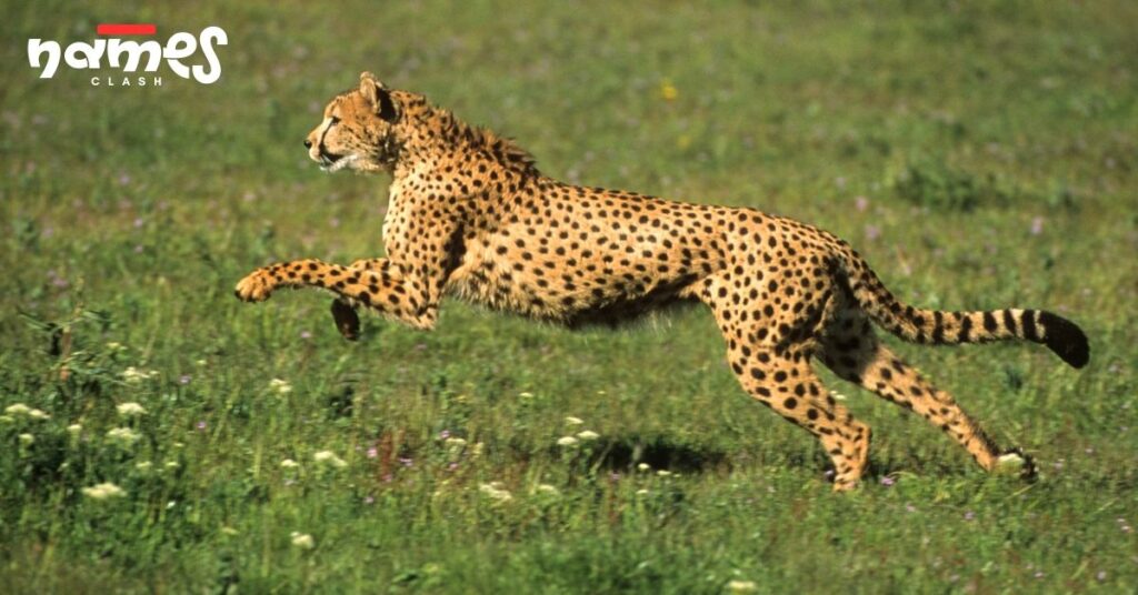 Strong Cheetah Names