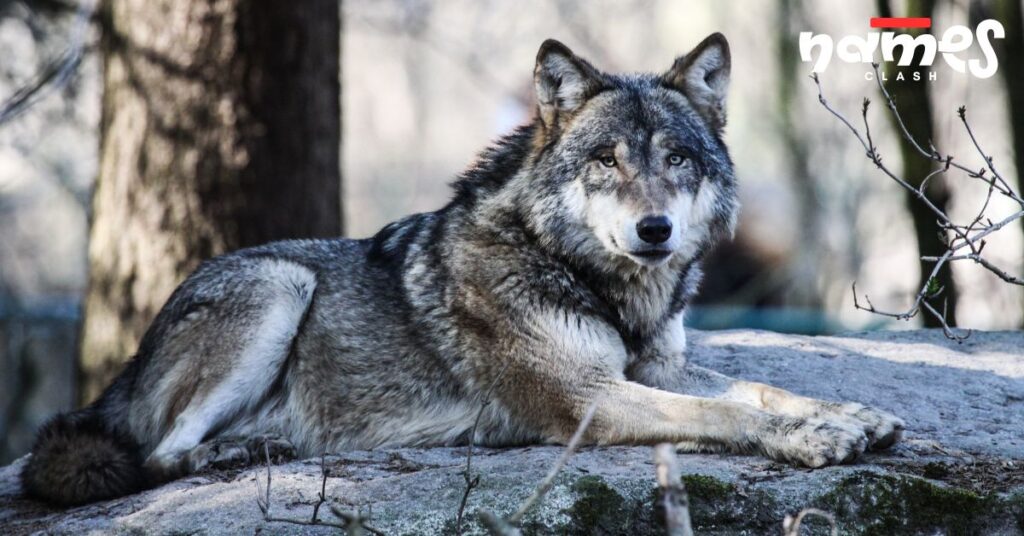 Traditional Wolf Names