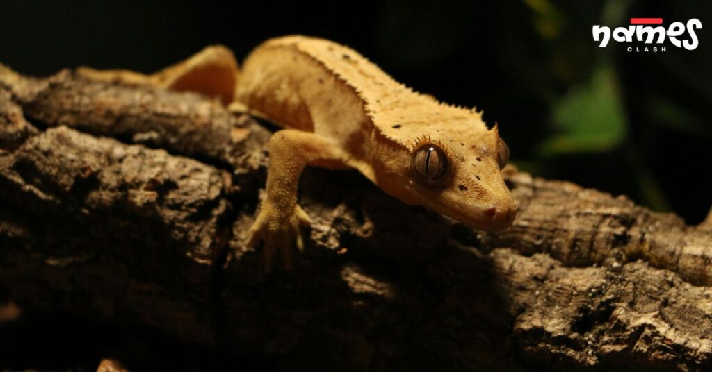 Unique Crested Gecko Names