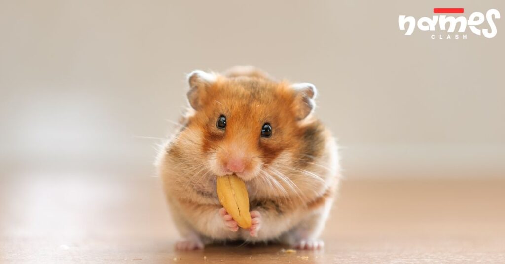 Weird Hamster Names