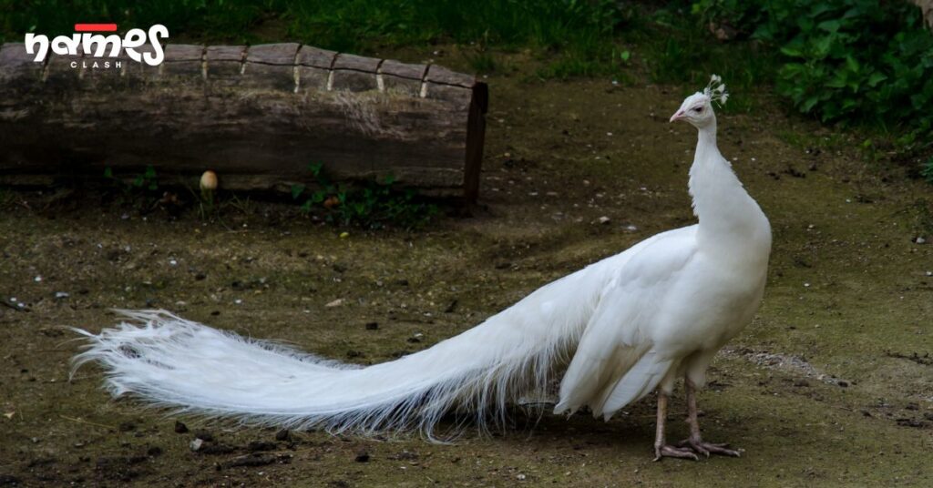 White Peacock Names
