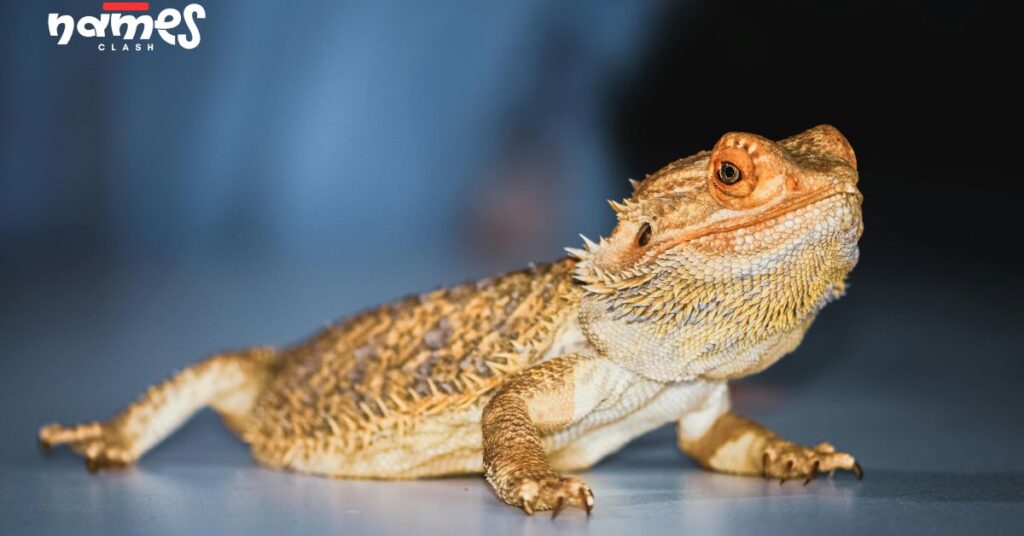 Names Inspired by Chinese Dragons