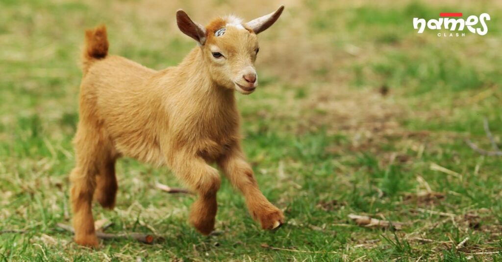 Baby Goat Names